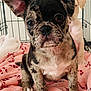 Pebbles is registered to the contest to win money with this photo: puppy, dog, brindle, blanket, pink, candy_cane, crate, pet, animal, fur, cute, young, indoor, closeup, face, ears, sitting, companion, friend, adorable
