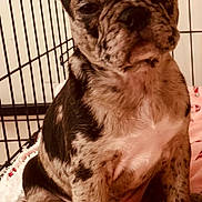 Pebbles joined the competition — help win amazing prizes! puppy, dog, brindle, close_up, pet, cage, crate, blanket, pink, indoor, cute, young, fur, animal, sitting, resting, canine, domestic_animal, portrait, cozy