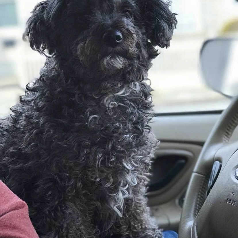 Prince is registered to the contest to win money with this photo: accessories, affenpinscher, alloywheel, animal, belt, canine, cushion, dog, driving, homedecor, machine, person, pet, poodle, puppy, spoke, terrier, transportation, vehicle, wheel