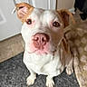 dog, puppy, pit_bull, white_dog, brown_patches, floppy_ears, pink_nose, large_eyes, sitting, indoor, home, floor, rug, carpet, furniture, background_dog, pet, portrait, close_up, adorable