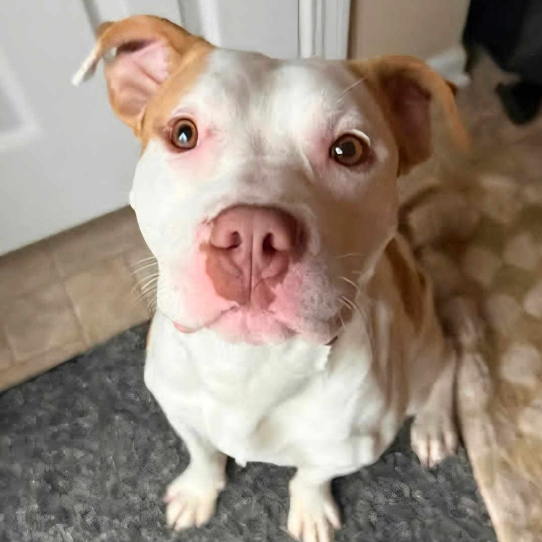 Beans joined the competition — help win amazing prizes! dog, puppy, pit_bull, white_dog, brown_patches, floppy_ears, pink_nose, large_eyes, sitting, indoor, home, floor, rug, carpet, furniture, background_dog, pet, portrait, close_up, adorable