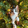 animal, cat, christmas_tree, close_up, curious, cute, decorations, eyes, festive, fur, greenery, holiday, indoors, kitten, lights, nature, paws, pet, pine_cone, whiskers
