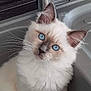 kitten, cat, blue_eyes, fluffy, sink, kitchen, faucet, pet, animal, domestic_cat, curious, cute, whiskers, fur, indoor, young_cat, portrait, looking_at_camera, sitting, closeup