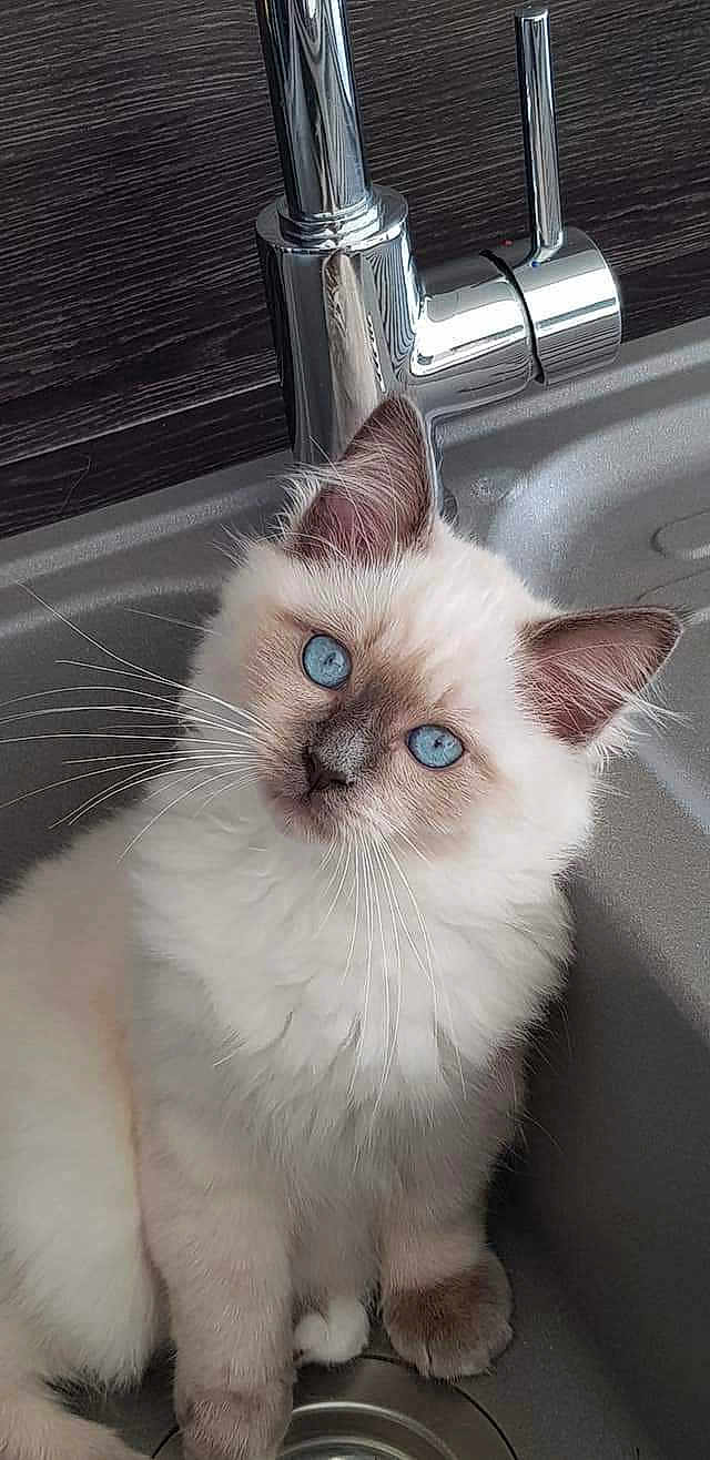 Snow participe au concours pour gagner de l'argent avec cette photo : kitten, cat, blue_eyes, fluffy, sink, kitchen, faucet, pet, animal, domestic_cat, curious, cute, whiskers, fur, indoor, young_cat, portrait, looking_at_camera, sitting, closeup