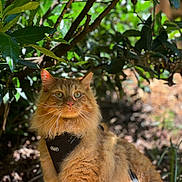 Marley is registered to the contest to win money with this photo: cat, orange_cat, fluffy, outdoor, greenery, leaves, bush, sunlight, shadow, nature, pet, animal, feline, fur, whiskers, harness, closeup, portrait, sitting, daylight