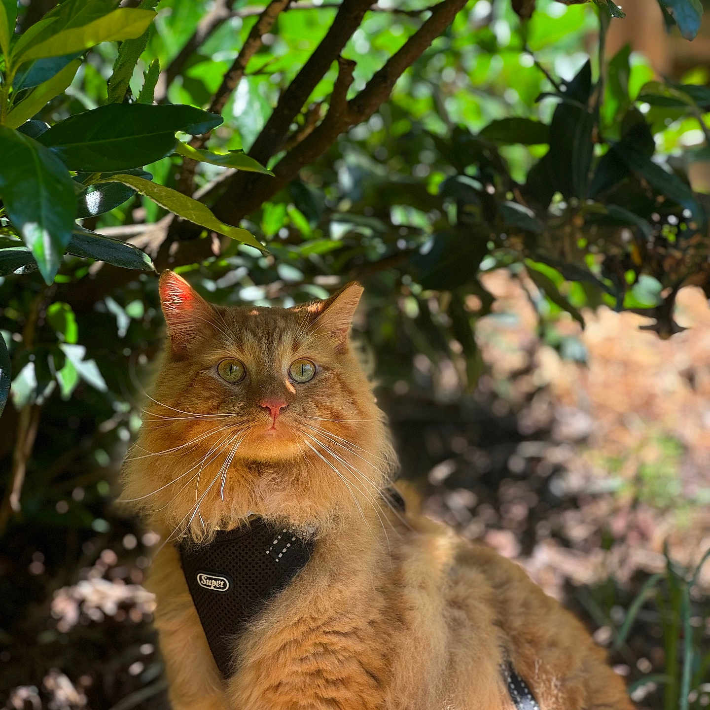 Marley is registered to the contest to win money with this photo: animal, bush, cat, closeup, daylight, feline, fluffy, fur, greenery, harness, leaves, nature, orange_cat, outdoor, pet, portrait, shadow, sitting, sunlight, whiskers