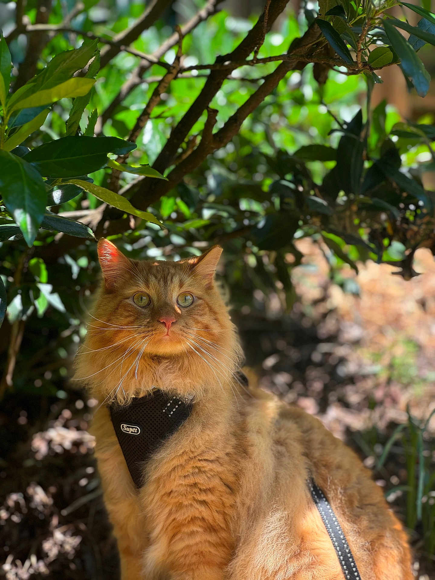 Marley is registered to the contest to win money with this photo: cat, orange_cat, fluffy, outdoor, greenery, leaves, bush, sunlight, shadow, nature, pet, animal, feline, fur, whiskers, harness, closeup, portrait, sitting, daylight