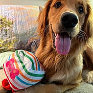 Annie joined the competition — help win amazing prizes! golden_retriever, dog, pet, birthday_hat, rainbow_stripes, tongue_out, happy, cute, indoor, couch, quilt, framed_picture, closeup, animal, mammal, fur, whiskers, nose, eyes, celebration