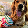 golden_retriever, dog, pet, birthday_hat, rainbow_stripes, tongue_out, happy, cute, indoor, couch, quilt, framed_picture, closeup, animal, mammal, fur, whiskers, nose, eyes, celebration