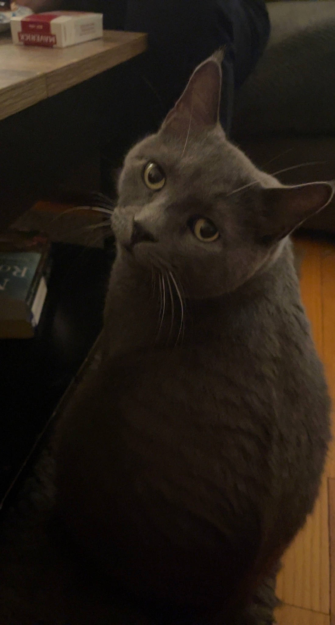 Memphis joined the competition — help win amazing prizes! carnivore, cat, comfort, domestic_short_haired_cat, felidae, fur, grey, russian_blue, small_to_medium_sized_cats, snout, whiskers