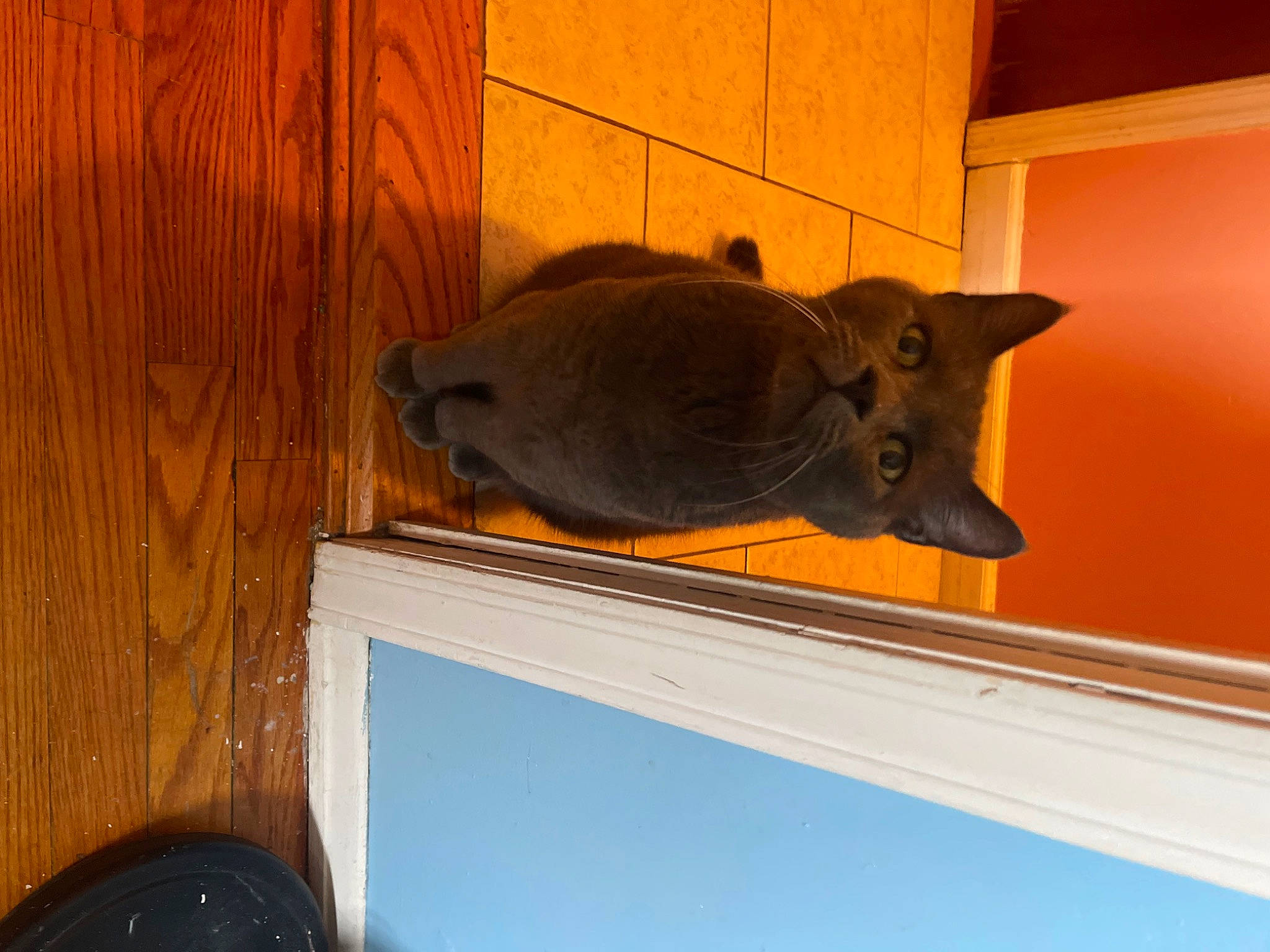 Memphis is registered to the contest to win money with this photo: brown, ceiling, electric_blue, fawn, felidae, flooring, hardwood, plywood, room, sculpture, tail, terrestrial_animal, tints_and_shades, varnish, window, wood, wood_stain