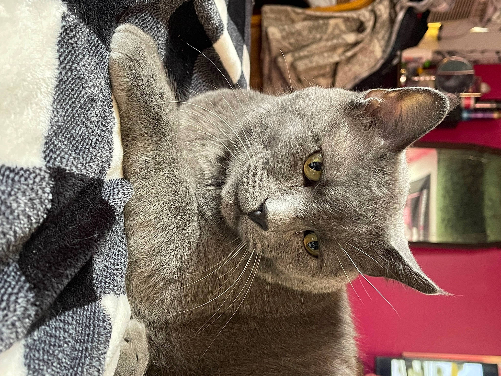 Memphis is registered to the contest to win money with this photo: art, carnivore, cat, cat_supply, domestic_short_haired_cat, felidae, fur, grey, pattern, russian_blue, small_to_medium_sized_cats, snout, terrestrial_animal, whiskers