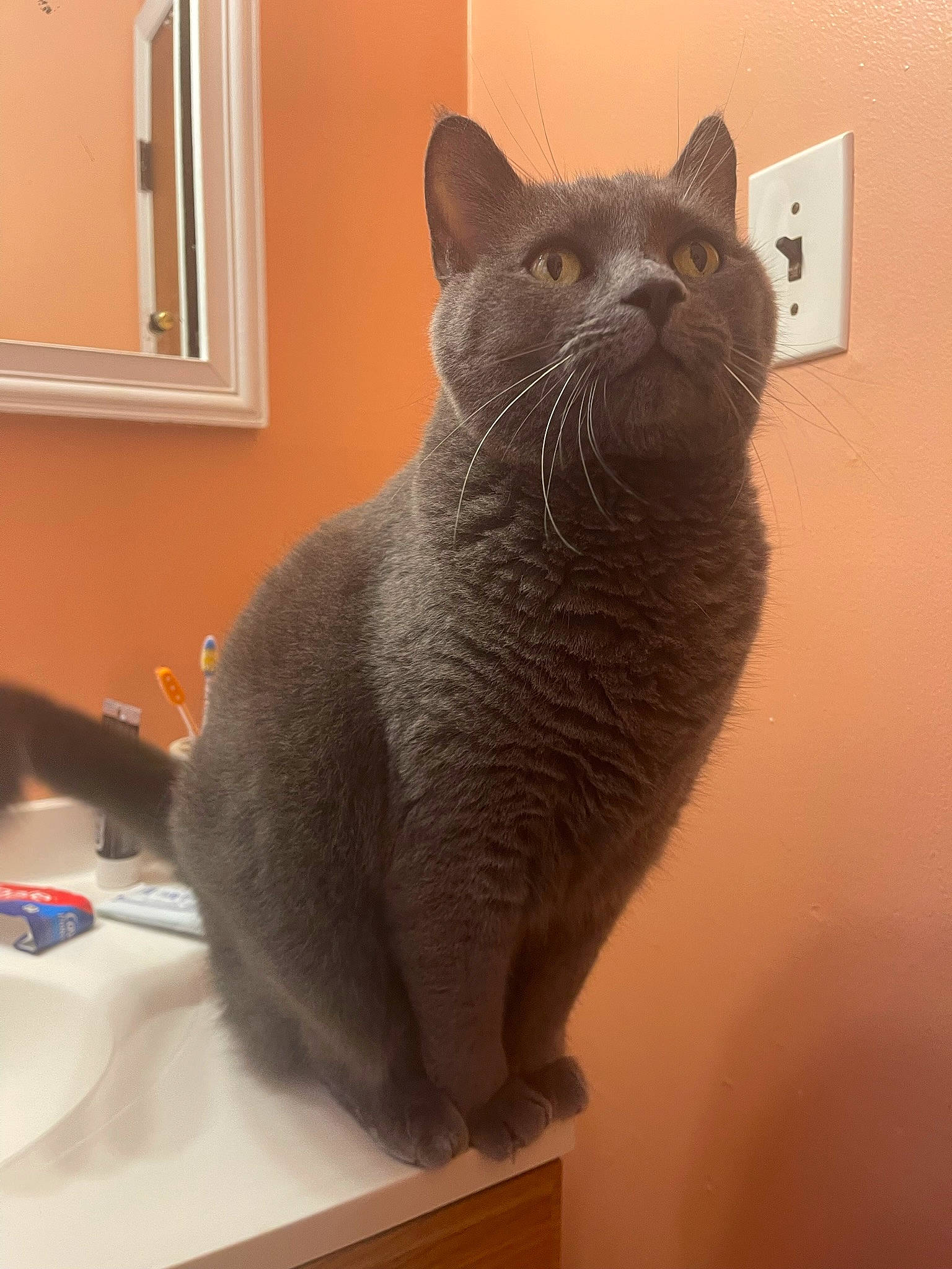 Memphis joined the competition — help win amazing prizes! art, carnivore, cat, comfort, domestic_short_haired_cat, fawn, felidae, fur, grey, metal, mirror, paw, sculpture, small_to_medium_sized_cats, snout, tail, terrestrial_animal, whiskers, window, wood