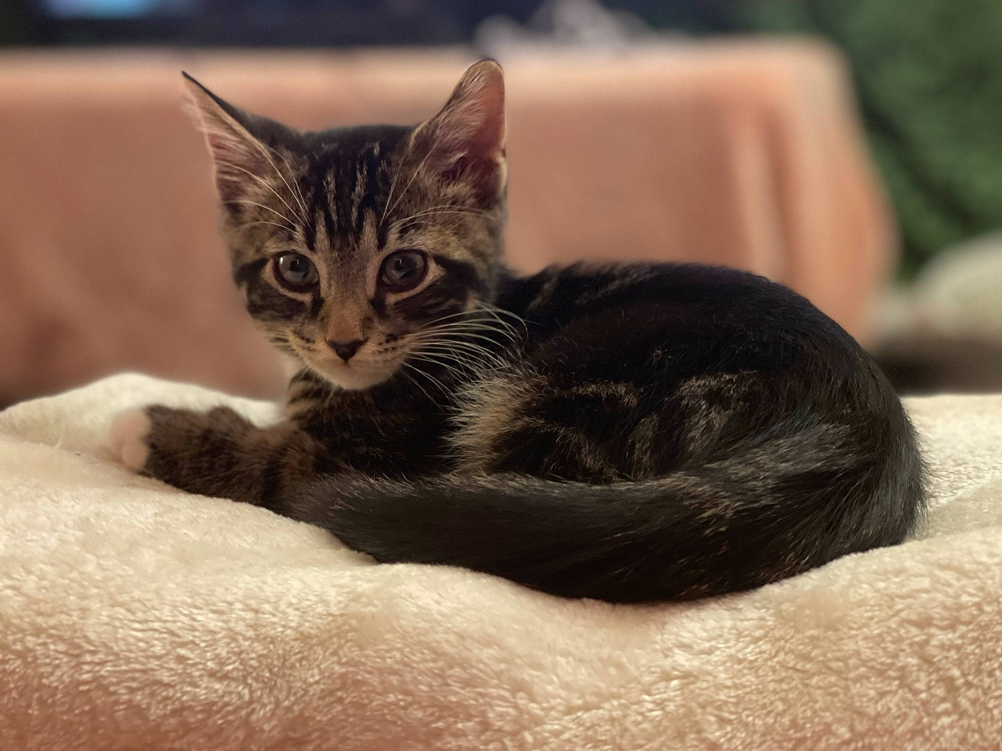 Shadow joined the competition — help win amazing prizes! carnivore, cat, cat_bed, cat_furniture, cat_supply, claw, comfort, domestic_short_haired_cat, eye, felidae, fur, paw, pet_supply, small_to_medium_sized_cats, snout, terrestrial_animal, whiskers, window