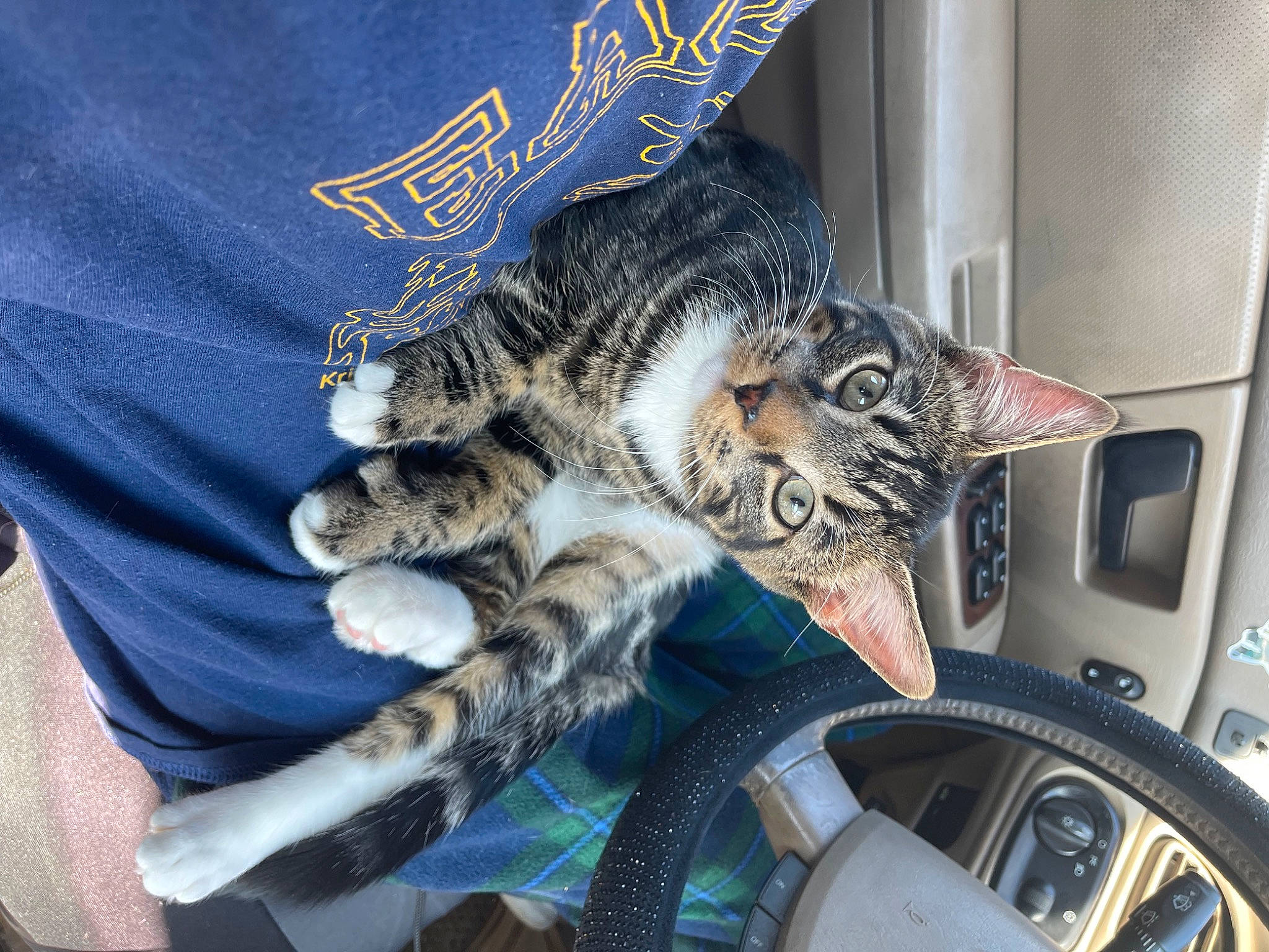 Shadow joined the competition — help win amazing prizes! automotive_tire, automotive_wheel_system, carnivore, cat, claw, comfort, domestic_short_haired_cat, electric_blue, felidae, fender, flowerpot, fur, motor_vehicle, paw, rim, sleeve, small_to_medium_sized_cats, tire, wheel, whiskers