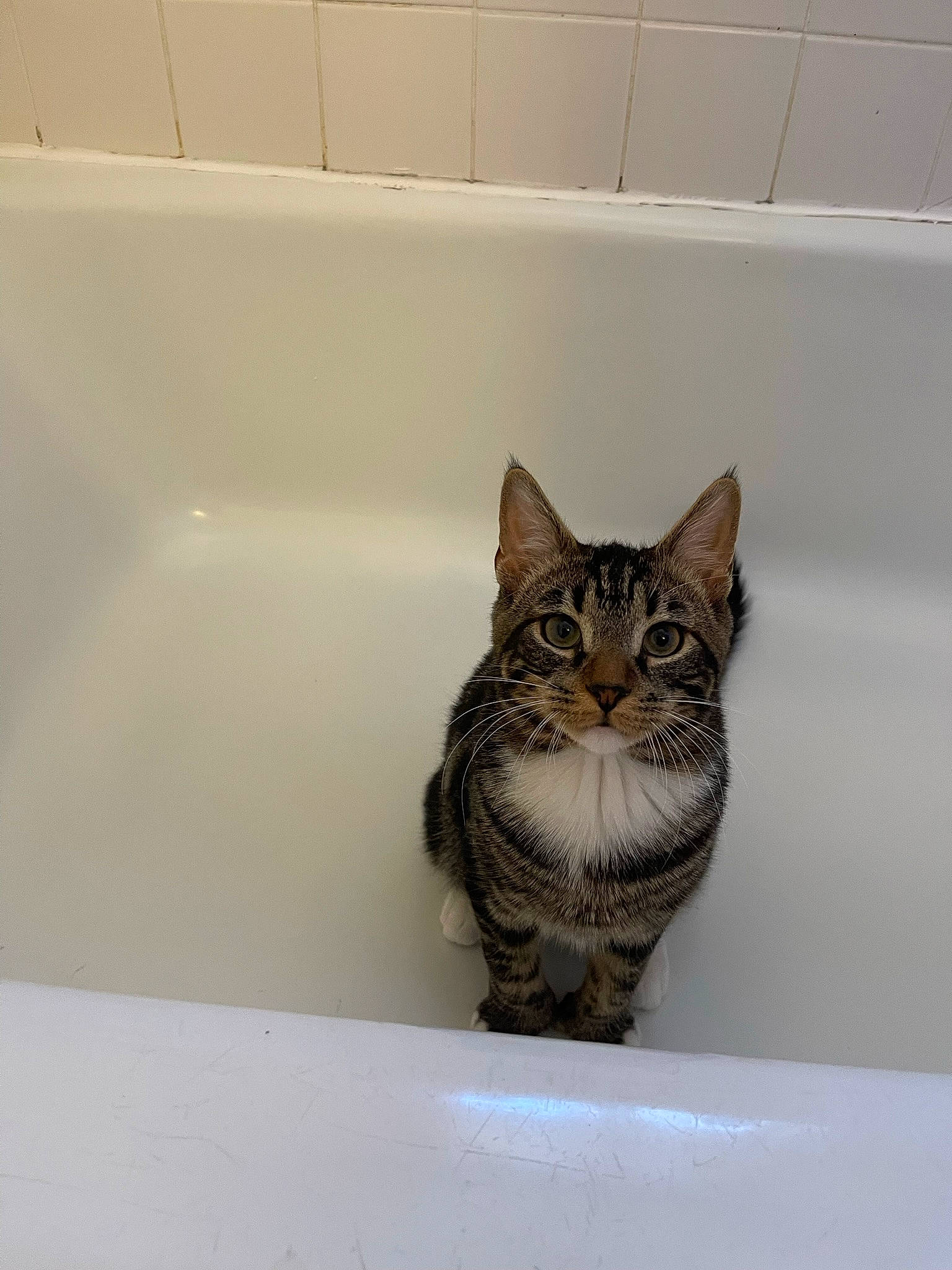 Shadow joined the competition — help win amazing prizes! bathroom, bathtub, brown, carnivore, cat, domestic_short_haired_cat, felidae, flooring, fluid, fur, plumbing, plumbing_fixture, small_to_medium_sized_cats, snout, terrestrial_animal, whiskers, window, wood