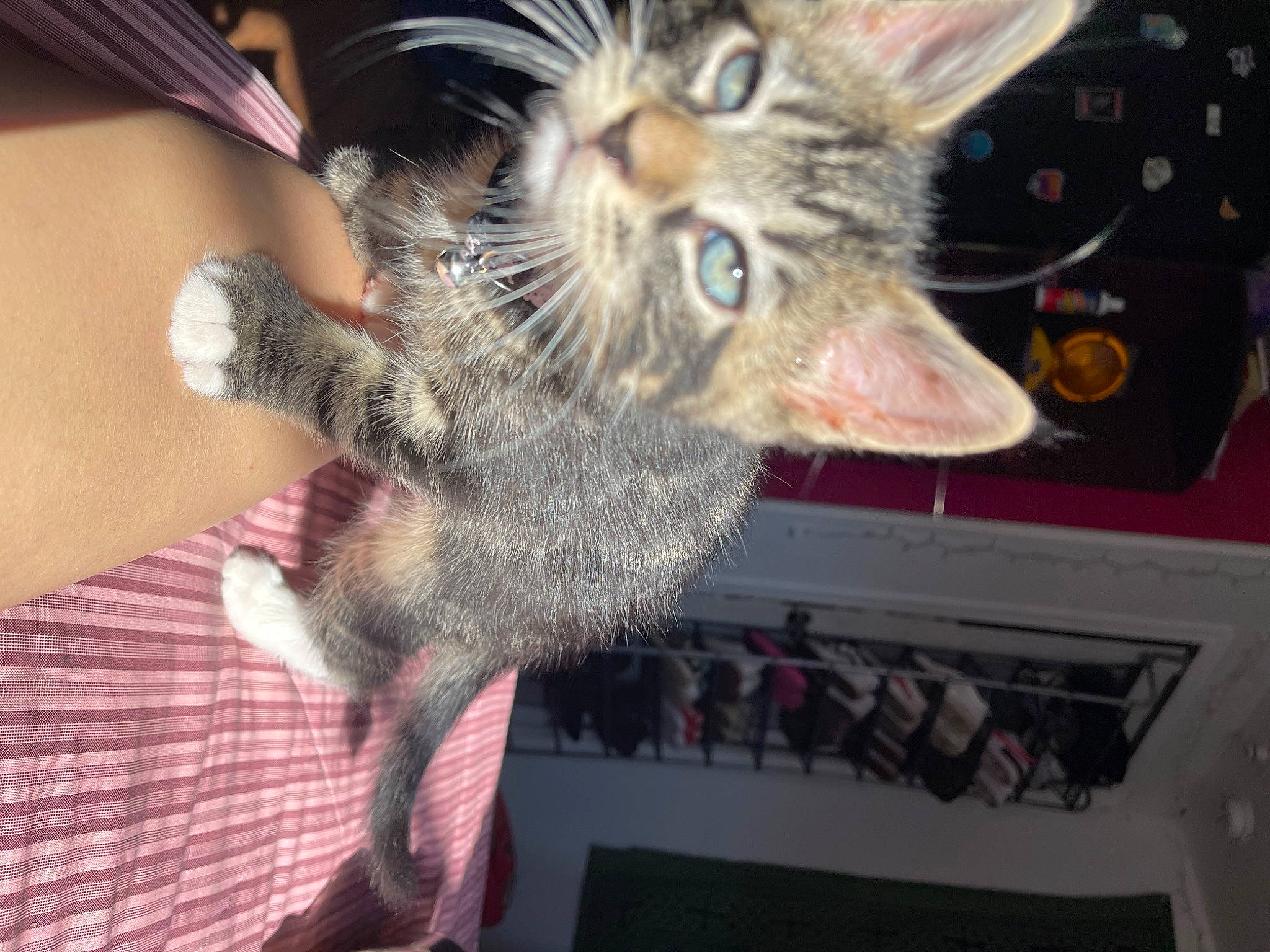 Shadow is registered to the contest to win money with this photo: carnivore, cat, claw, domestic_short_haired_cat, ear, felidae, fur, gesture, paw, small_to_medium_sized_cats, snout, tail, whiskers