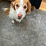 dog, pet, brown_and_white, tile_floor, indoor, portrait, looking_up, big_eyes, nose, ears, sitting, wooden_step, jacket, floor_tile, paws, domestic_animal, closeup, curious, attentive, home_interior