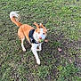 Nahiko a rejoint le concours — aidez-le/la à gagner de superbes lots ! dog, tennis_ball, grass, park, harness, brown_and_white, tail, ears, paws, mud, outdoor, playing, pet, animal, tongue, looking_up, field, daytime, happy, close_up