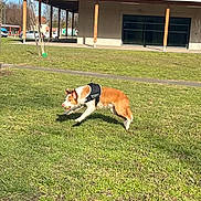 Nahiko a rejoint le concours — aidez-le/la à gagner de superbes lots ! dog, border_collie, grass, park, building, harness, ball, running, action_shot, sunny, outdoor, lawn, pet, playful, fetch_game, mid_jump, walking_path, shadow, trees, architecture