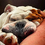 Pudge joined the competition — help win amazing prizes! dog, bulldog, sleeping, close_up, paw, fur, face, resting, relaxation, pet, animal, whiskers, nose, ear, human_arm, cute, domestic_animal, snout, cozy, calm