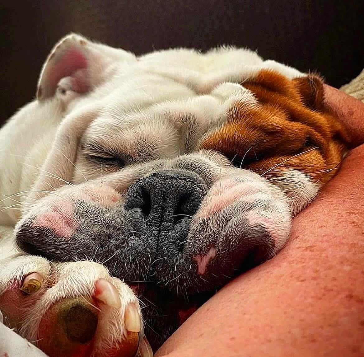 Pudge