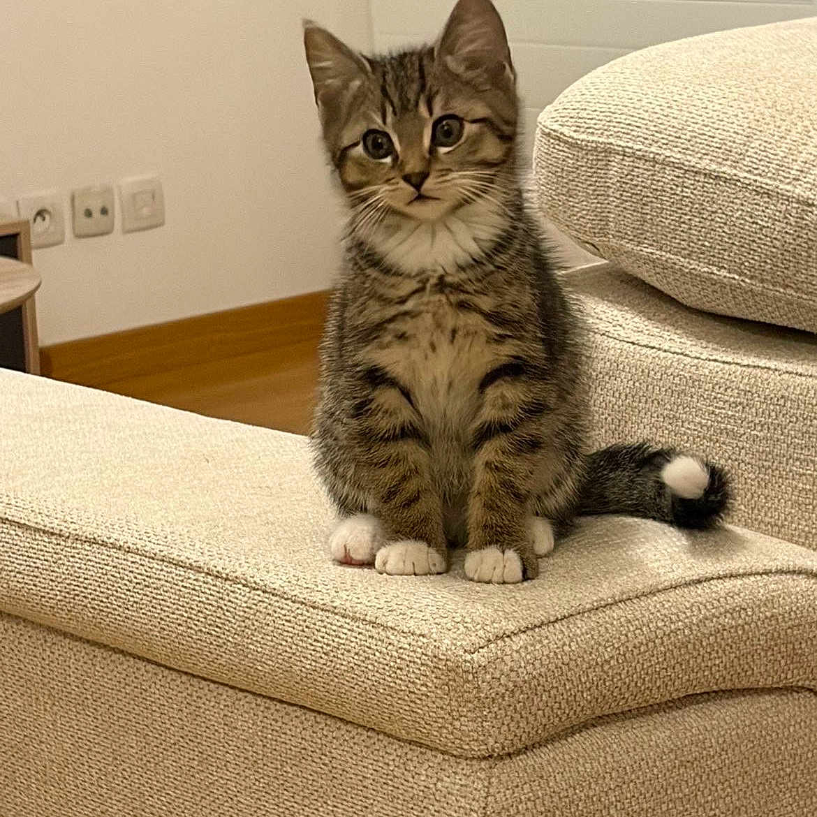 Milo participe au concours pour gagner de l'argent avec cette photo : kitten, cat, tabby, white_paws, sofa, armrest, indoor, furniture, curious, pet, animal, cozy, beige, texture, living_room, wood_floor, cute, sitting, young_cat, domestic_cat