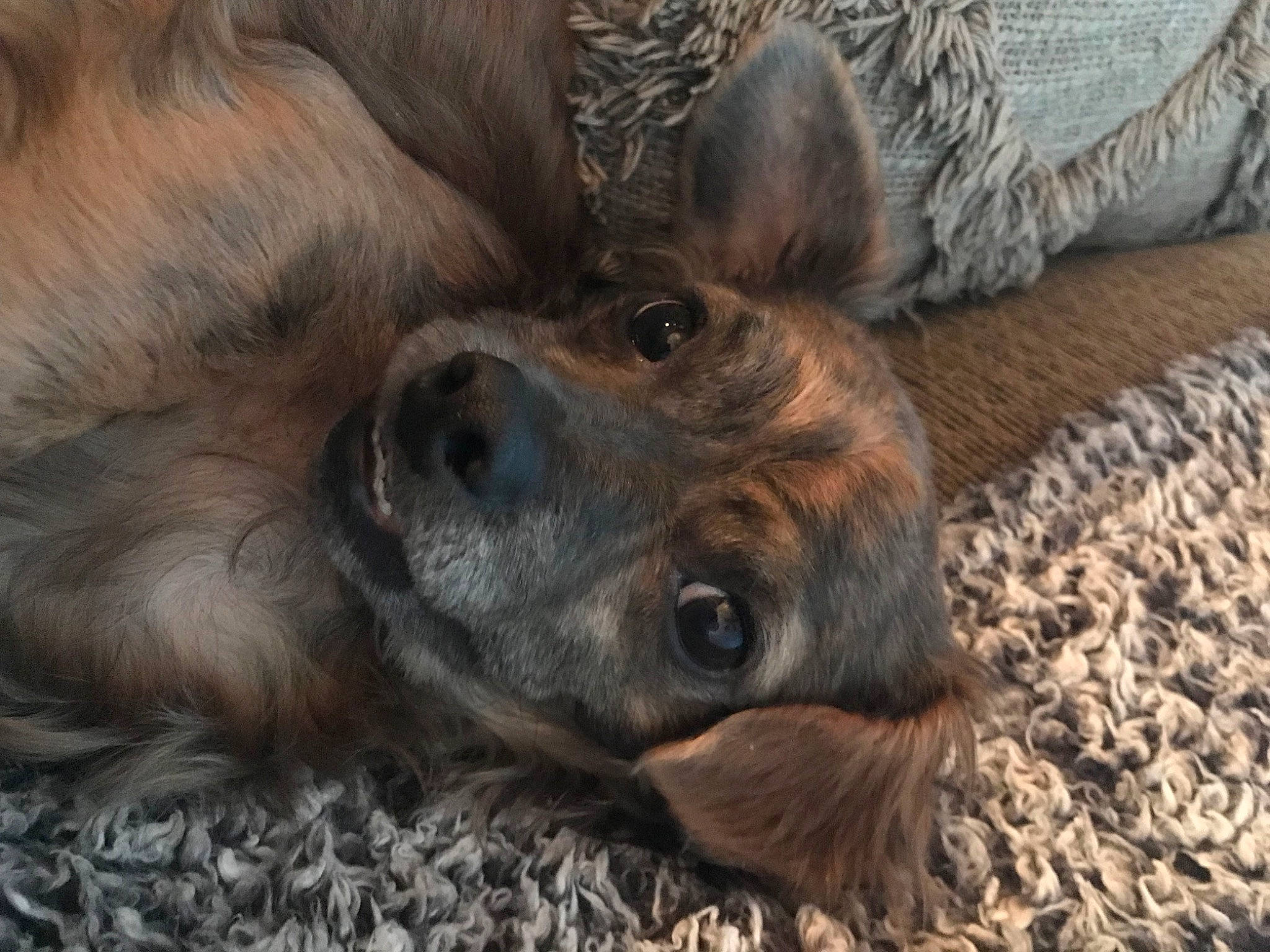 Winnie joined the competition — help win amazing prizes! canidae, carnivore, companion_dog, dog, dog_breed, ear, fawn, fur, grass, liver, natural_material, paw, snout, sporting_group, street_dog, terrestrial_animal, whiskers, wildlife, wood, working_animal