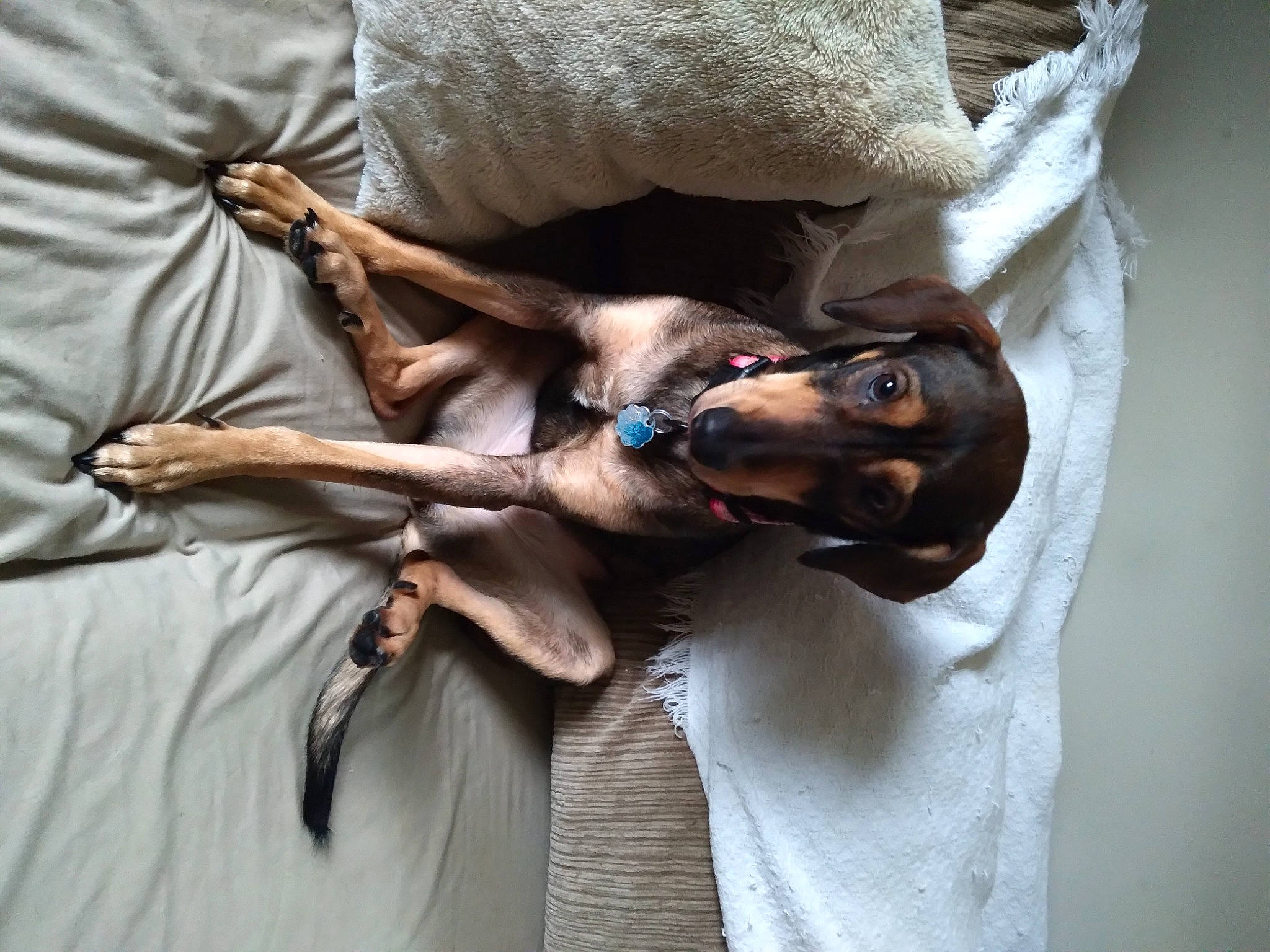 Frankie is registered to the contest to win money with this photo: canidae, carnivore, collar, comfort, companion_dog, dog, dog_breed, dog_collar, ear, fawn, fur, gesture, linens, liver, paw, snout, sporting_group, toy_dog, whiskers, working_animal