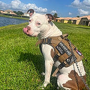 Crispy is registered to the contest to win money with this photo: accessories, animal, architecture, boxer, building, bulldog, canine, dog, grass, lawn, nature, outdoors, person, pet, pitbull, plant, puppy, shelter, sky, strap