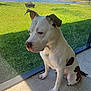Crispy joined the competition — help win amazing prizes! animal, architecture, backyard, boxer, building, bulldog, canine, dog, grass, lawn, nature, outdoors, park, pet, pitbull, plant, puppy, shelter, summer, yard