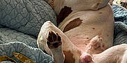 Crispy is registered to the contest to win money with this photo: animal, bed, bedroom, blanket, bulldog, canine, clothing, couch, dog, footwear, furniture, hound, indoors, pet, pig, pitbull, pointer, puppy, quilt, room