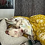 Crispy is registered to the contest to win money with this photo: animal, art, bed, bedroom, blanket, canine, couch, cushion, dog, furniture, homedecor, hound, indoors, linen, painting, person, pet, pillow, quilt, room