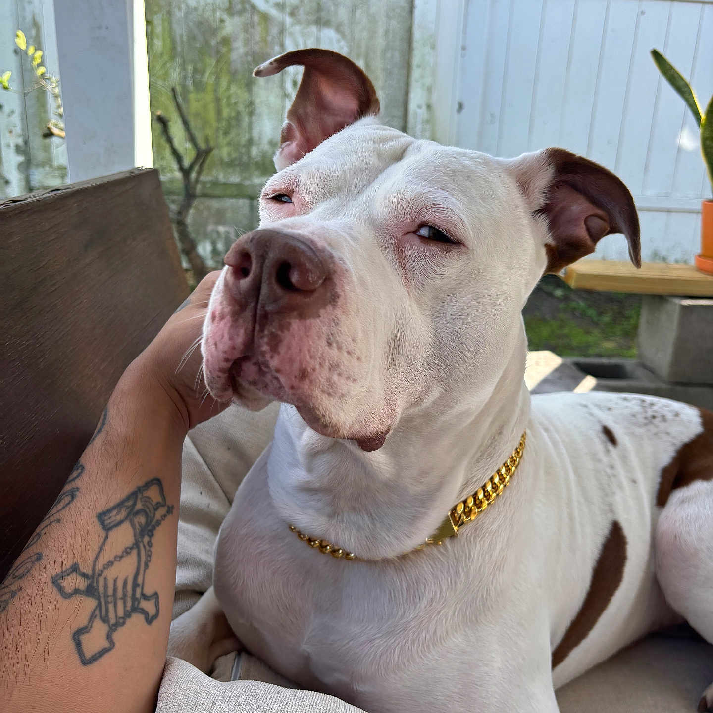Crispy joined the competition — help win amazing prizes! animal, bodypart, boxer, bulldog, canine, couch, dog, finger, furniture, hand, indoors, interiordesign, person, pet, pitbull, pointer, puppy, skin, tattoo, wrist