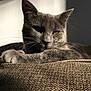 cat, gray_cat, feline, pet, animal, sunlight, shadow, cushion, texture, relaxed, resting, indoor, closeup, whiskers, ears, fur, portrait, comfortable, nap, home