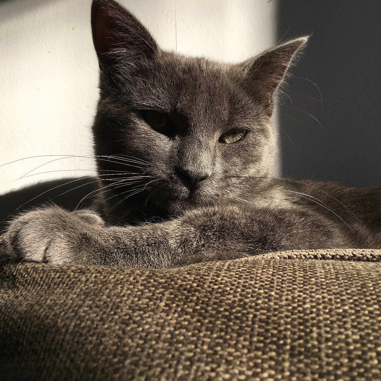 Romeo participe au concours pour gagner de l'argent avec cette photo : animal, cat, closeup, comfortable, cushion, ears, feline, fur, gray_cat, home, indoor, nap, pet, portrait, relaxed, resting, shadow, sunlight, texture, whiskers