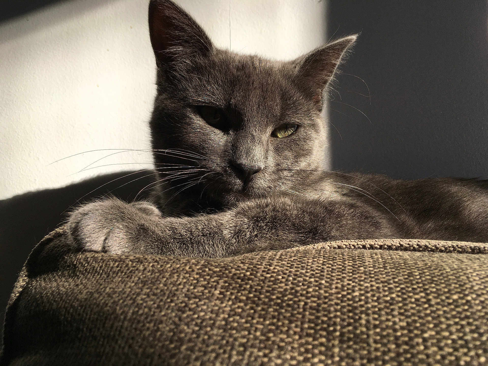 Romeo participe au concours pour gagner de l'argent avec cette photo : cat, gray_cat, feline, pet, animal, sunlight, shadow, cushion, texture, relaxed, resting, indoor, closeup, whiskers, ears, fur, portrait, comfortable, nap, home