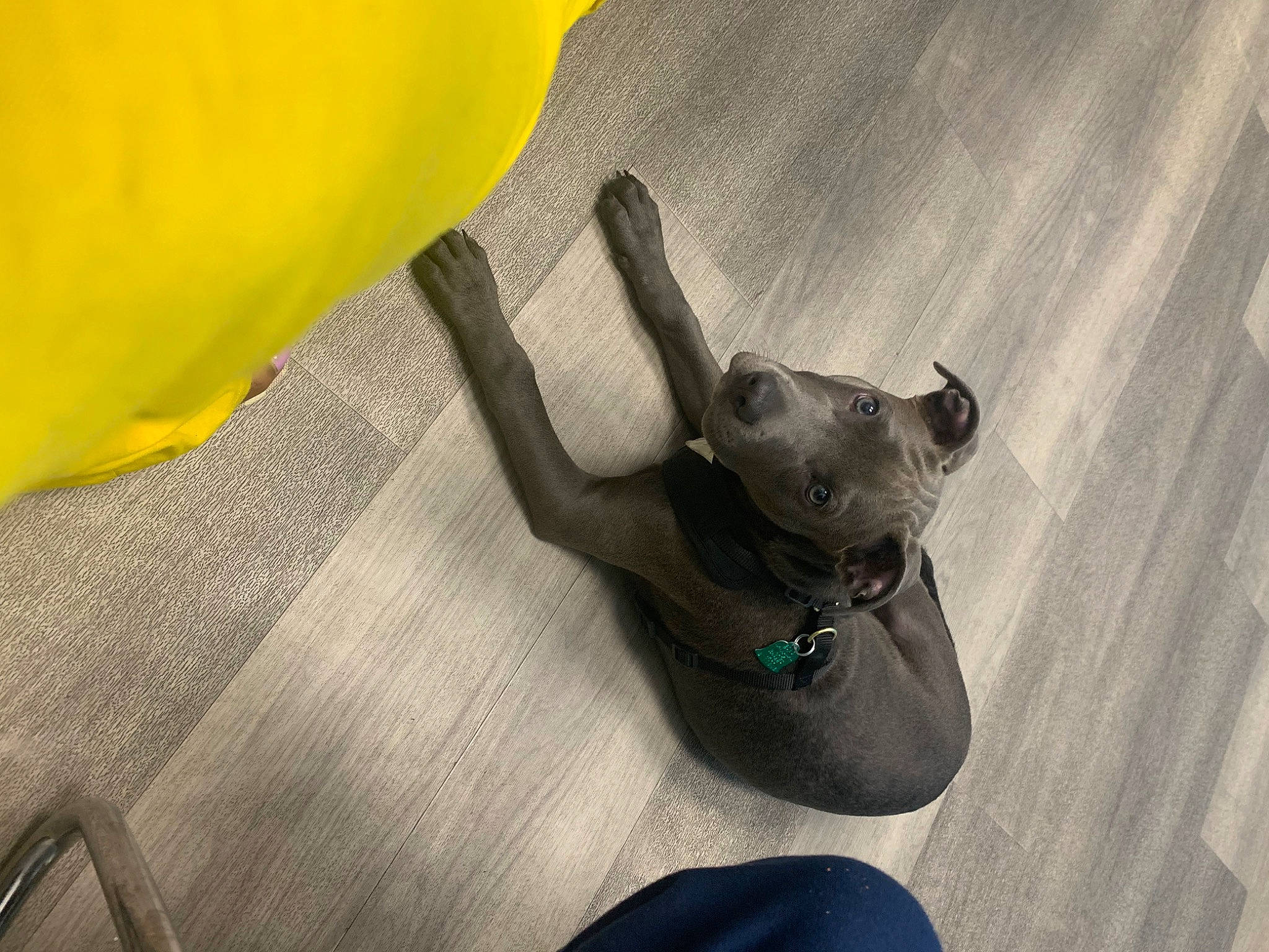 Ghost is registered to the contest to win money with this photo: canidae, carnivore, collar, comfort, companion_dog, dog, dog_breed, dog_collar, fashion_accessory, fawn, foot, grey, linens, paw, pet_supply, sporting_group, tints_and_shades, toy_dog, whiskers, working_animal