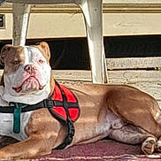 Marlay participe au concours pour gagner de l'argent avec cette photo : dog, bulldog, pet, animal, harness, lying_down, rug, chair, plastic_chair, sunlight, outdoor, relaxed, brown, white, face, paws, floor, leisure, domestic, calm
