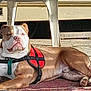 dog, bulldog, pet, animal, harness, lying_down, rug, chair, plastic_chair, sunlight, outdoor, relaxed, brown, white, face, paws, floor, leisure, domestic, calm