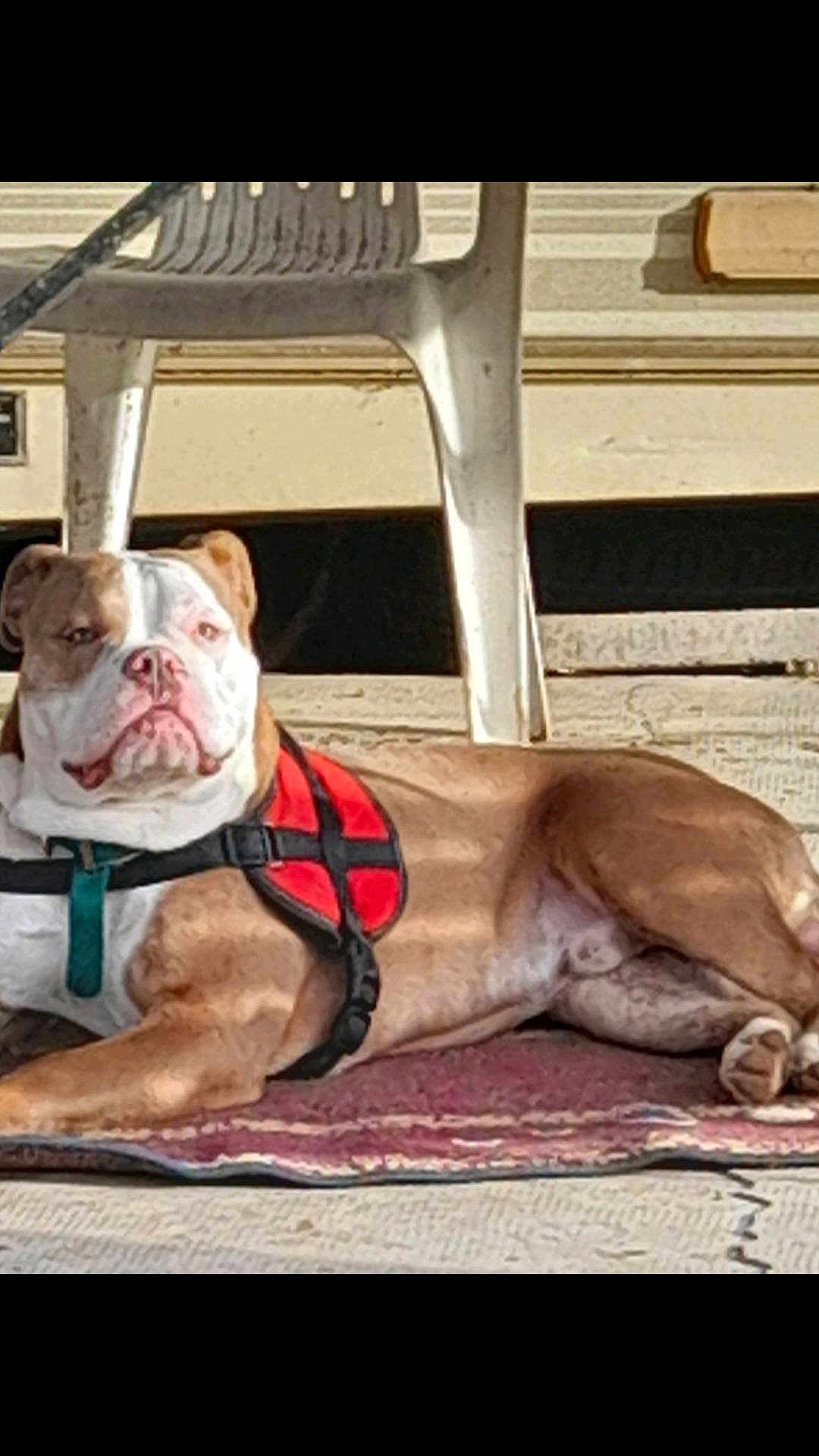 Marlay participe au concours pour gagner de l'argent avec cette photo : dog, bulldog, pet, animal, harness, lying_down, rug, chair, plastic_chair, sunlight, outdoor, relaxed, brown, white, face, paws, floor, leisure, domestic, calm