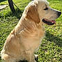 Buddy a rejoint le concours — aidez-le/la à gagner de superbes lots ! dog, golden_retriever, grass, outdoor, sunlight, pet, canine, animal, nature, greenery, paw, sitting, tongue_out, happy, daylight, footwear, shoe, leg, companion, peaceful