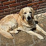 Buddy participe au concours pour gagner de l'argent avec cette photo : dog, golden_retriever, laying_down, outdoor, sunlight, stone_patio, brick_wall, pet, canine, fur, relaxed, animal, mammal, daylight, nature, companion, quiet, resting, domestic, friendly