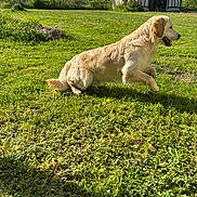 Buddy a rejoint le concours — aidez-le/la à gagner de superbes lots ! golden_retriever, dog, grass, yard, barn, outdoor, sunny, leaping, pet, animal, greenery, nature, happy, canine, summer, playful, field, daylight, mammal, domestic_animal