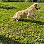 golden_retriever, dog, grass, yard, barn, outdoor, sunny, leaping, pet, animal, greenery, nature, happy, canine, summer, playful, field, daylight, mammal, domestic_animal