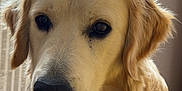 Buddy participe au concours pour gagner de l'argent avec cette photo : dog, golden_retriever, pet, indoor, portrait, close_up, animal, canine, fur, face, ears, nose, window, radiator, blanket, yellow, cozy, domestic, mammal, cute