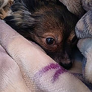 Onyx Vega joined the competition — help win amazing prizes! animal, black, blanket, brown, closeup, comfort, cozy, cute, dog, eye, fur, indoors, napping, pet, portrait, resting, sleepy, snuggled, soft, warm