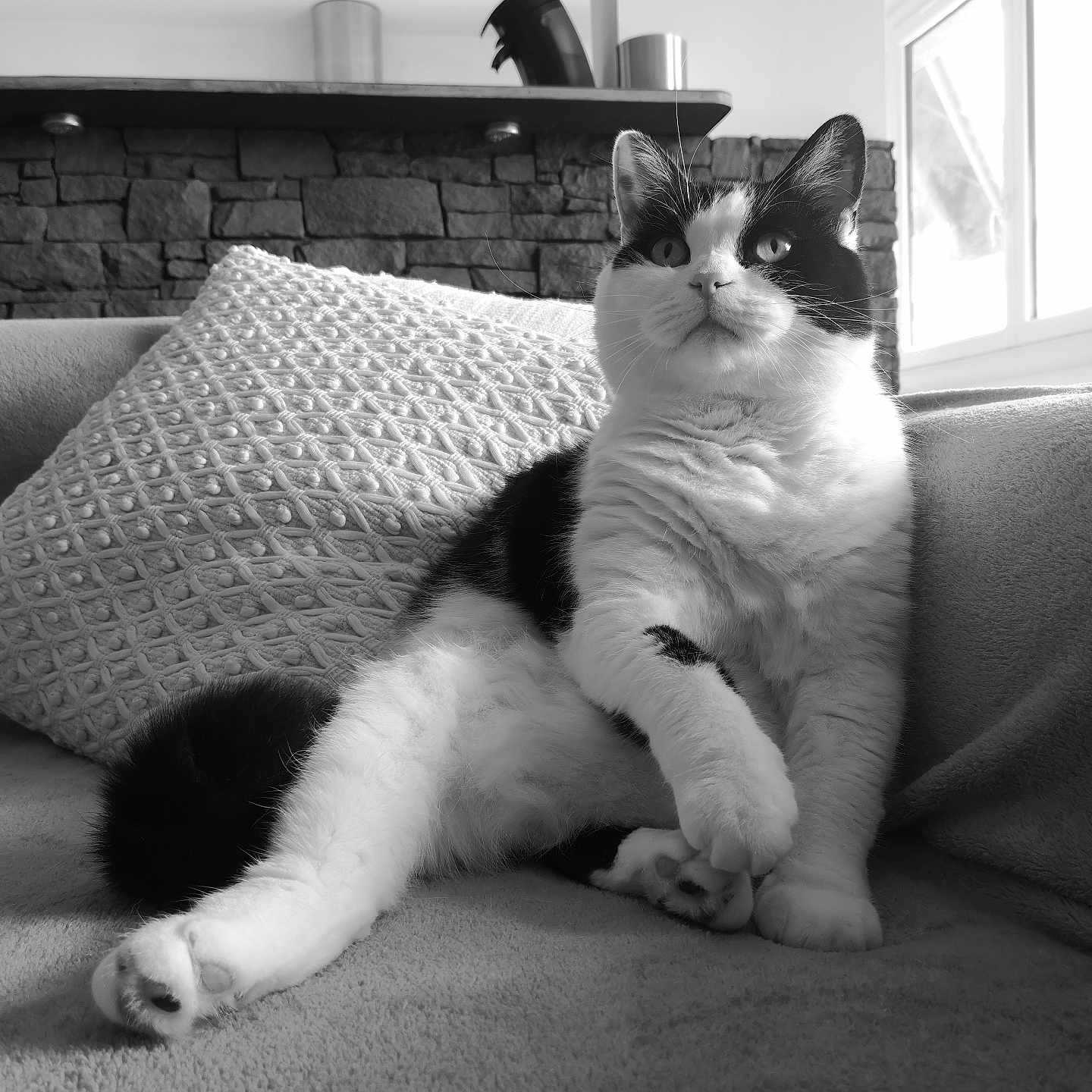 Grimlou participe au concours pour gagner de l'argent avec cette photo : abyssinian, animal, architecture, armchair, brick, building, cat, chair, couch, cup, cushion, furniture, homedecor, indoors, kitten, linen, livingroom, manx, pet, room