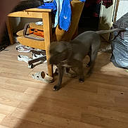 Chicago joined the competition — help win amazing prizes! brown, chair, clothes, collar, dog, door, floor, furniture, household, indoor, messy, motion_blur, pet, plastic_bag, shadow, shoes, slippers, unfocused, walking, wooden_floor