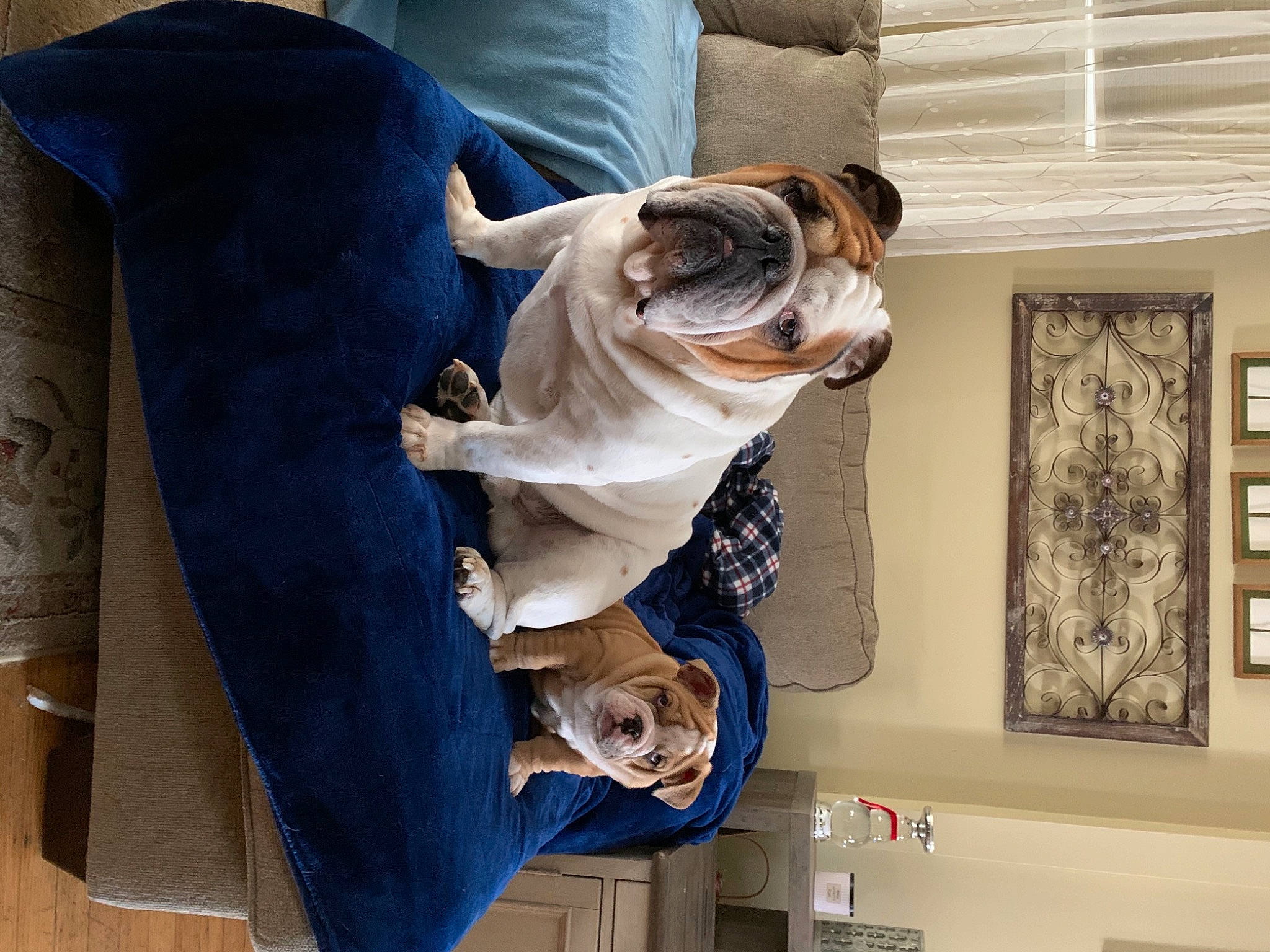 Trotter Winston is registered to the contest to win money with this photo: australian_bulldog, bulldog, canidae, carnivore, companion_dog, dog, dog_breed, dog_supply, fawn, mammal, old_english_bulldog, olde_english_bulldogge, picture_frame, snout, sporting_group, toy_dog, vertebrate, white_english_bulldog, working_animal, wrinkle